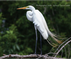 Great White Egret bird