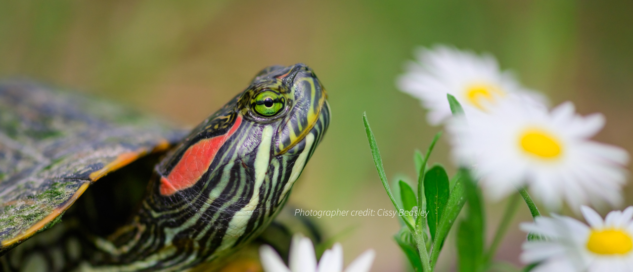 red-eared slider turtle face